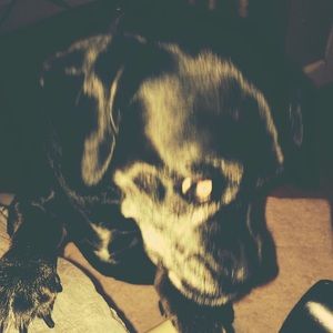 Meet your Posher, Reilly